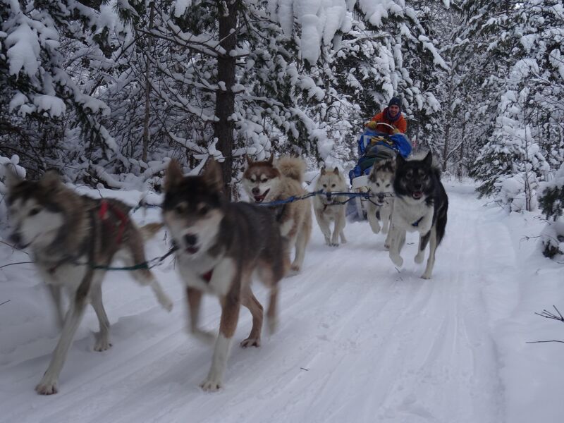 Boundary Waters – Dog Sled & Cross Country Ski (Adults) - Outward